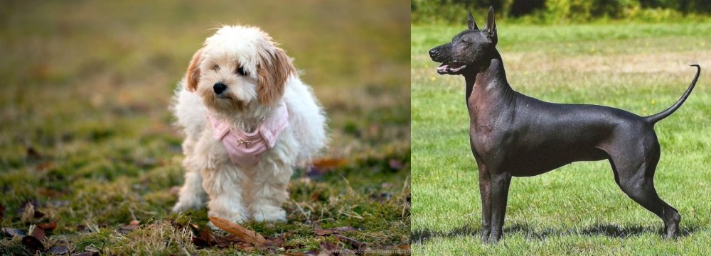 Hairless Khala vs West Highland White Terrier - Breed Comparison