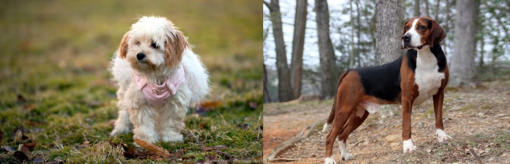 Hamiltonstovare vs West Highland White Terrier - Breed Comparison