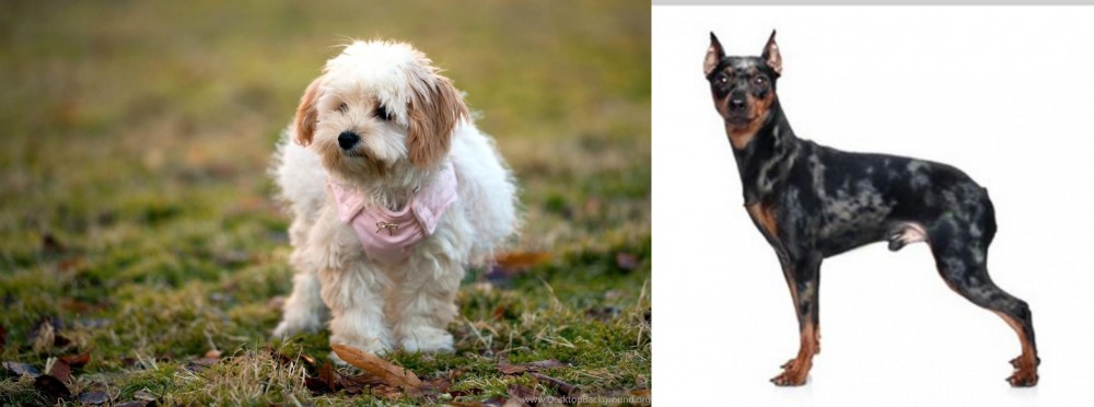 Harlequin Pinscher vs West Highland White Terrier - Breed Comparison