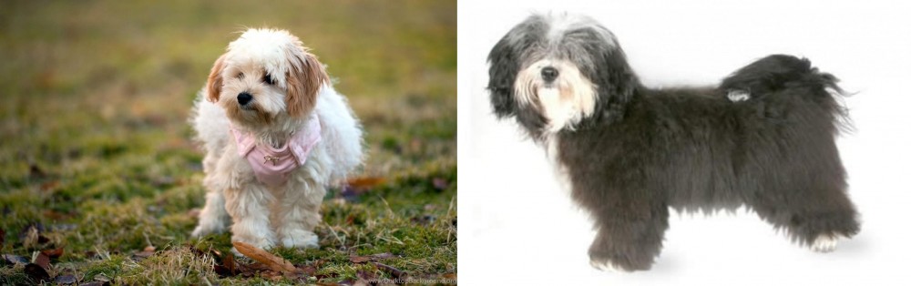 Havanese vs West Highland White Terrier - Breed Comparison