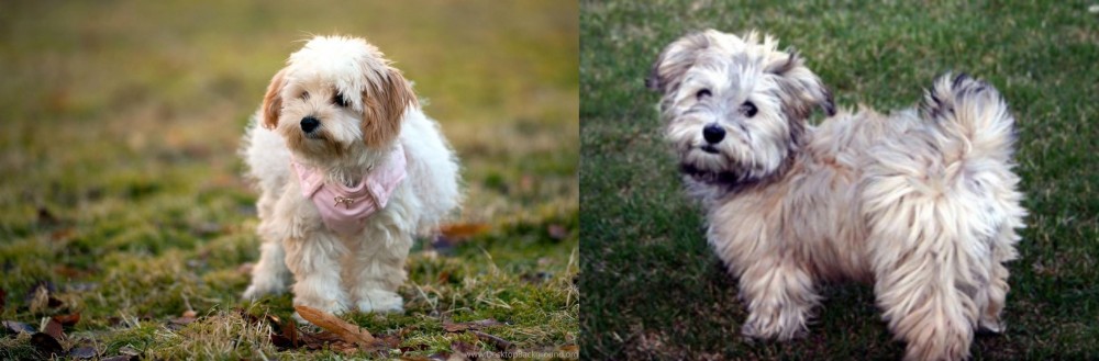 Havapoo vs West Highland White Terrier - Breed Comparison