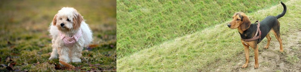 Hellenic Hound vs West Highland White Terrier - Breed Comparison