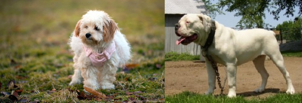 Hermes Bulldogge vs West Highland White Terrier - Breed Comparison