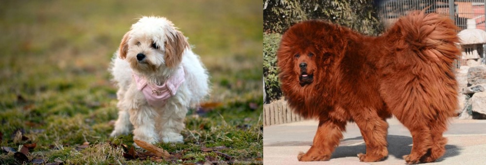 Himalayan Mastiff vs West Highland White Terrier - Breed Comparison