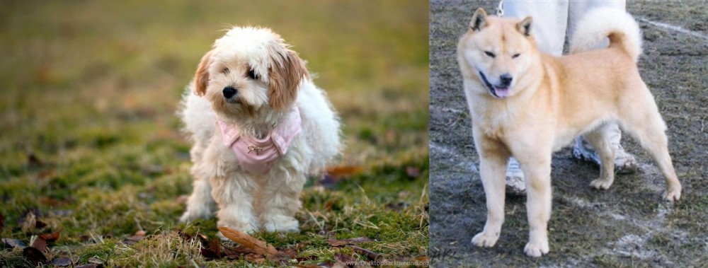 Hokkaido vs West Highland White Terrier - Breed Comparison