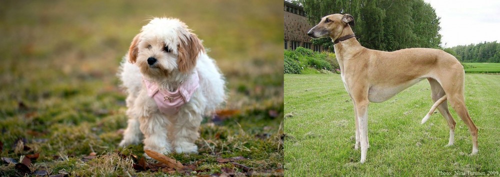 Hortaya Borzaya vs West Highland White Terrier - Breed Comparison