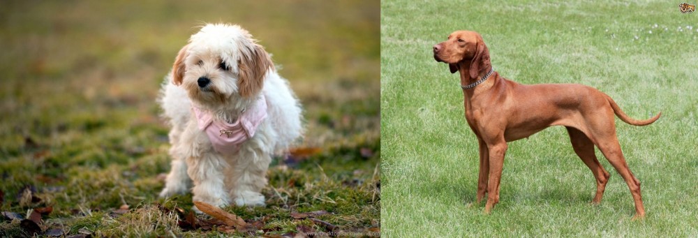 Hungarian Vizsla vs West Highland White Terrier - Breed Comparison