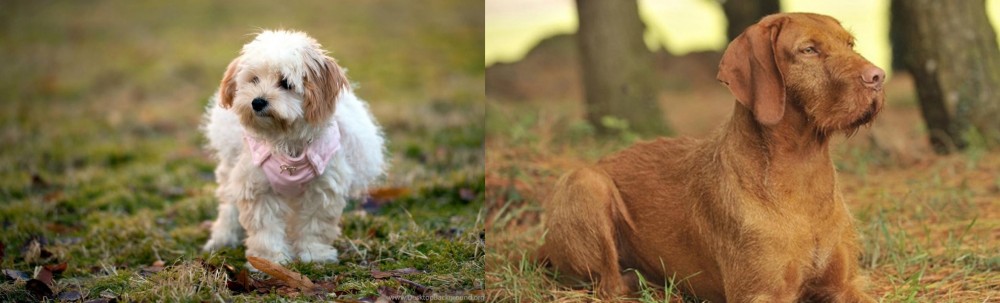Hungarian Wirehaired Vizsla vs West Highland White Terrier - Breed Comparison