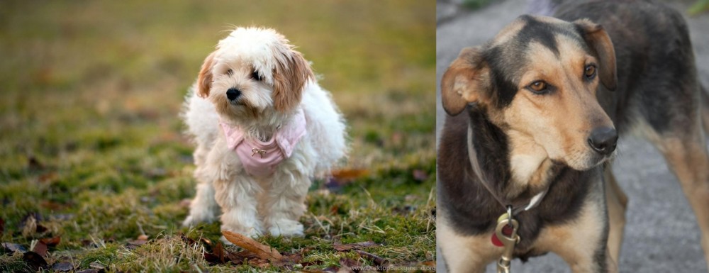 Huntaway vs West Highland White Terrier - Breed Comparison