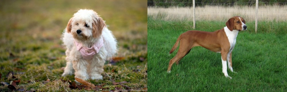 Hygenhund vs West Highland White Terrier - Breed Comparison