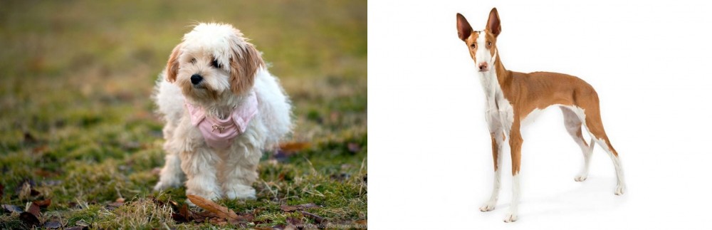 Ibizan Hound vs West Highland White Terrier - Breed Comparison