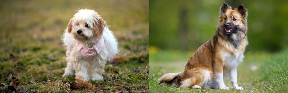 Icelandic Sheepdog vs West Highland White Terrier - Breed Comparison