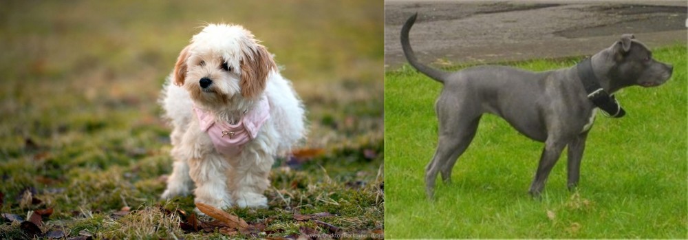Irish Bull Terrier vs West Highland White Terrier - Breed Comparison