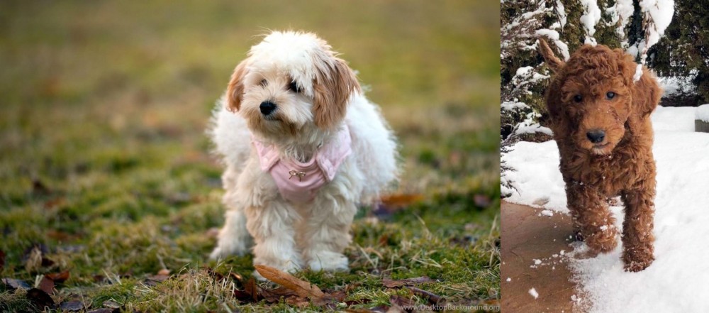 Irish Doodles vs West Highland White Terrier - Breed Comparison