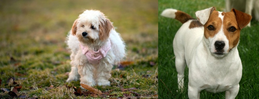 Irish Jack Russell vs West Highland White Terrier - Breed Comparison