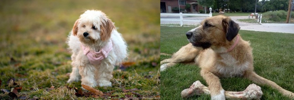 Irish Mastiff Hound vs West Highland White Terrier - Breed Comparison