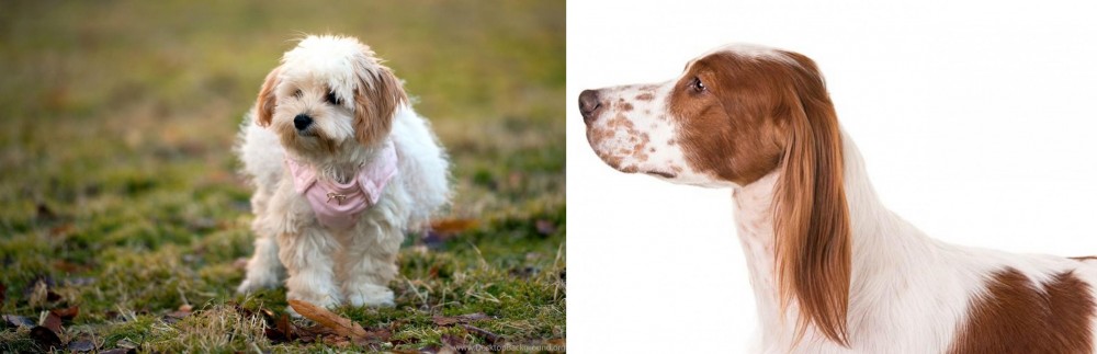 Irish Red and White Setter vs West Highland White Terrier - Breed Comparison