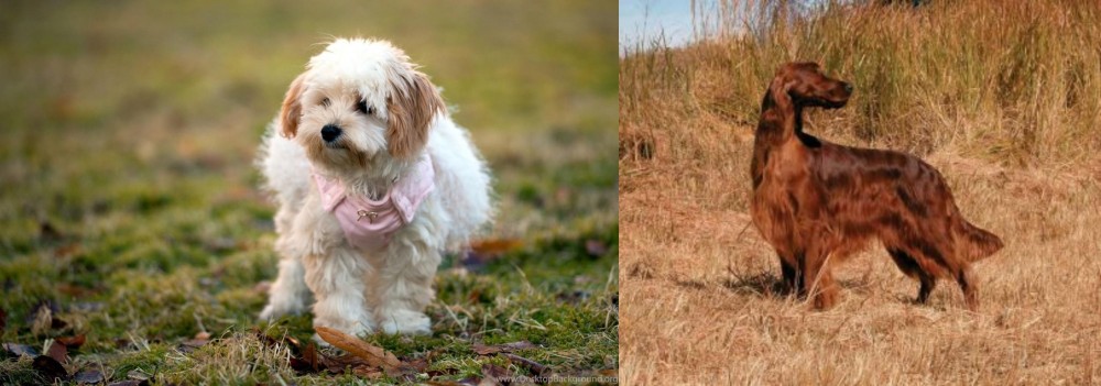 Irish Setter vs West Highland White Terrier - Breed Comparison