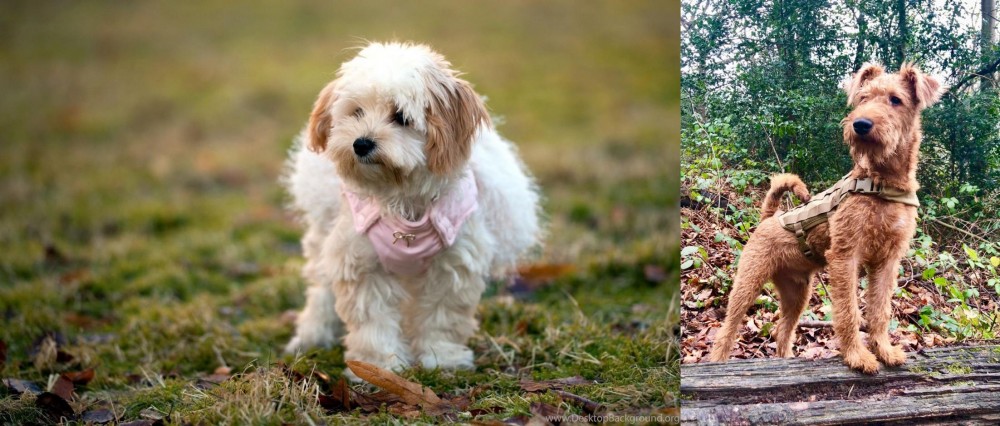 Irish Terrier vs West Highland White Terrier - Breed Comparison