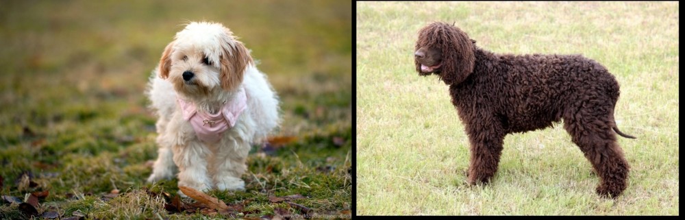 Irish Water Spaniel vs West Highland White Terrier - Breed Comparison