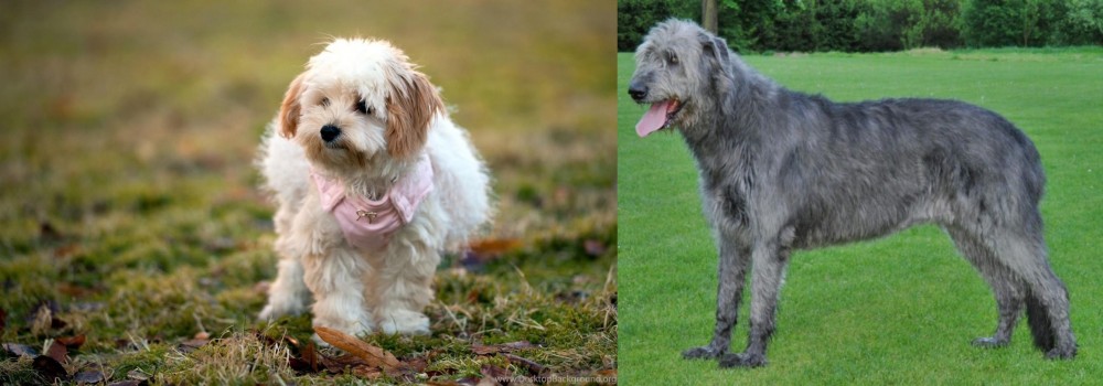 Irish Wolfhound vs West Highland White Terrier - Breed Comparison