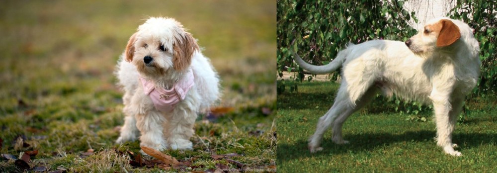 Istarski Ostrodlaki Gonic vs West Highland White Terrier - Breed Comparison