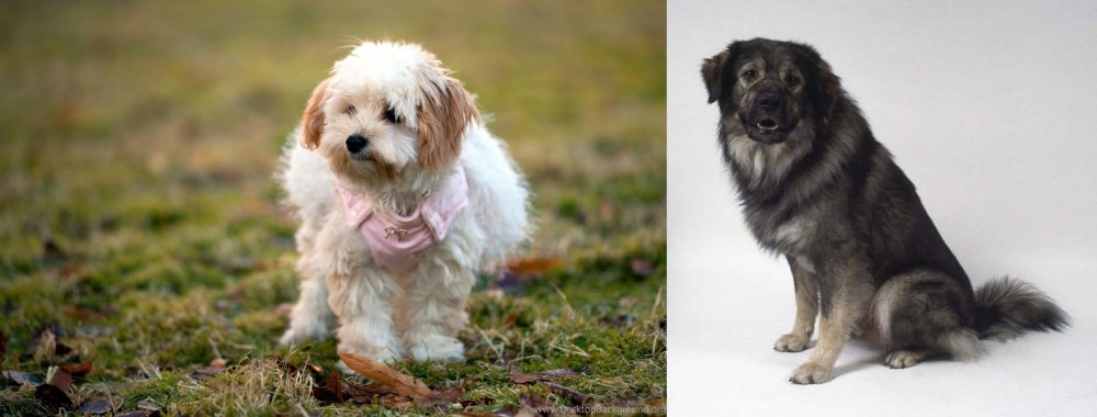 Istrian Sheepdog vs West Highland White Terrier - Breed Comparison