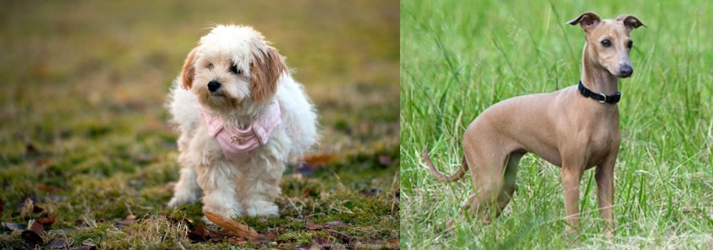 Italian Greyhound vs West Highland White Terrier - Breed Comparison