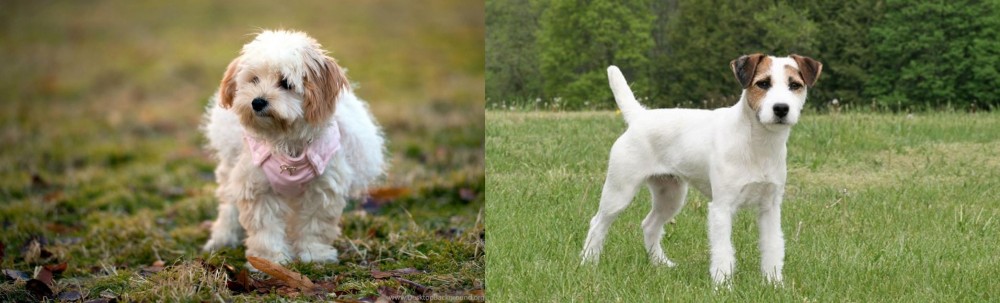Jack Russell Terrier vs West Highland White Terrier - Breed Comparison