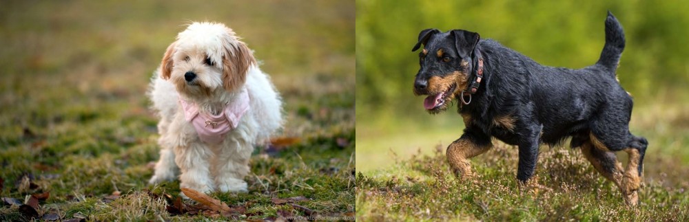Jagdterrier vs West Highland White Terrier - Breed Comparison