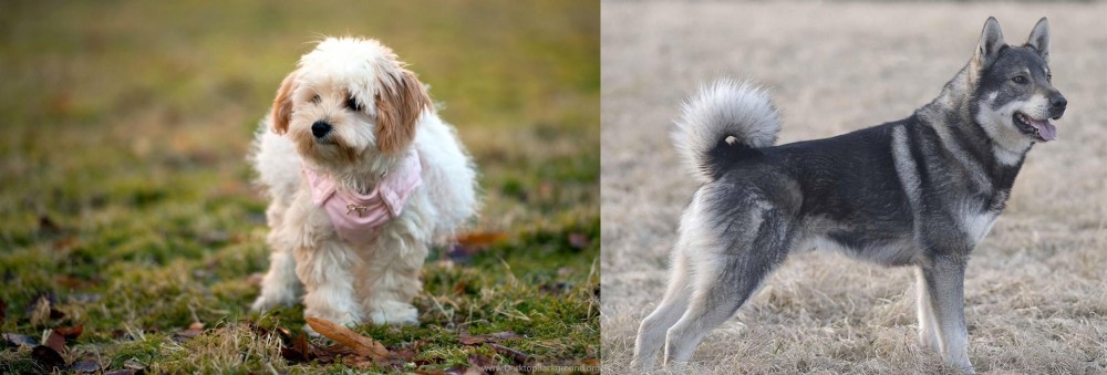 Jamthund vs West Highland White Terrier - Breed Comparison