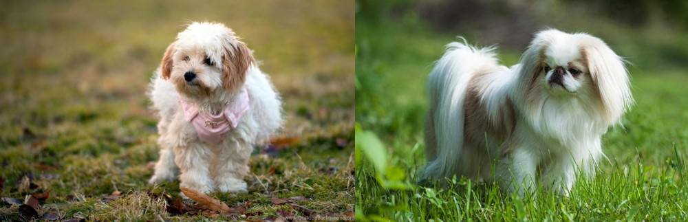 Japanese Chin vs West Highland White Terrier - Breed Comparison
