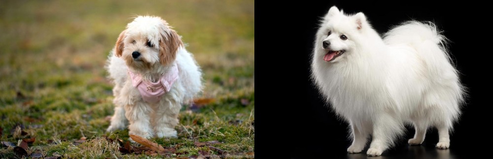 Japanese Spitz vs West Highland White Terrier - Breed Comparison