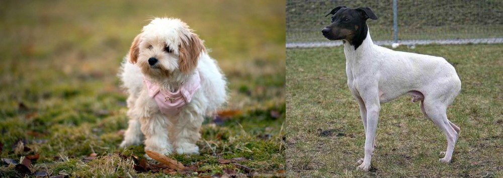 Japanese Terrier vs West Highland White Terrier - Breed Comparison