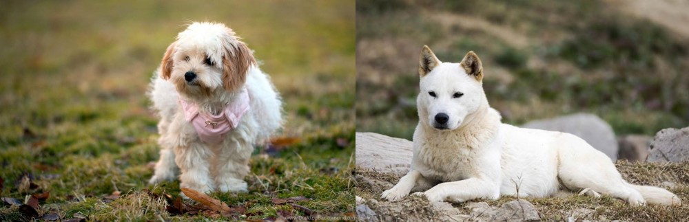 Jindo vs West Highland White Terrier - Breed Comparison