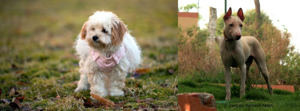 Jonangi vs West Highland White Terrier - Breed Comparison