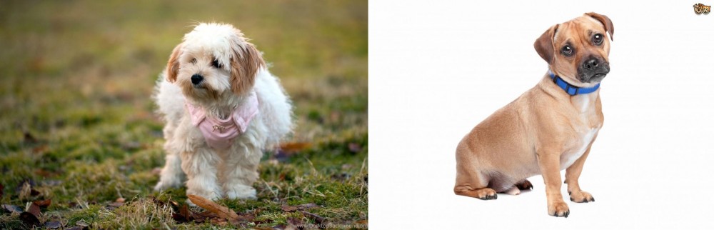 Jug vs West Highland White Terrier - Breed Comparison