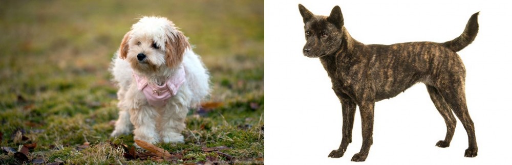 Kai Ken vs West Highland White Terrier - Breed Comparison