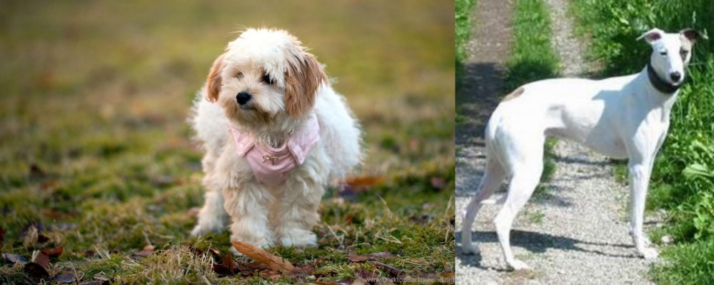 Kaikadi vs West Highland White Terrier - Breed Comparison
