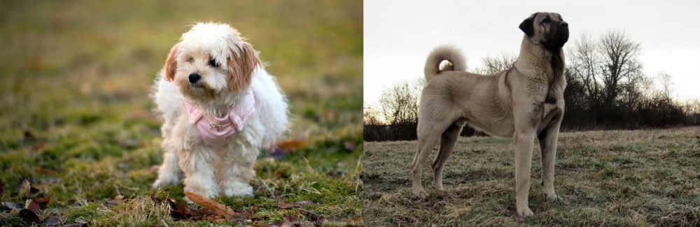 Kangal Dog vs West Highland White Terrier - Breed Comparison