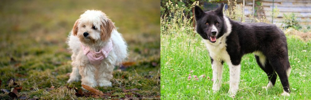 Karelian Bear Dog vs West Highland White Terrier - Breed Comparison