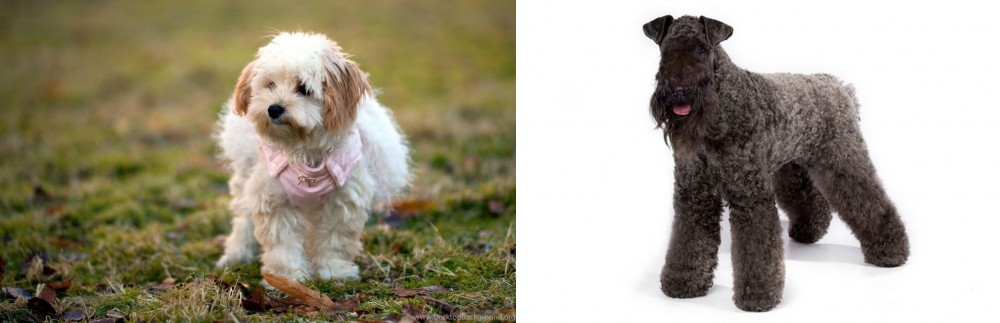 Kerry Blue Terrier vs West Highland White Terrier - Breed Comparison