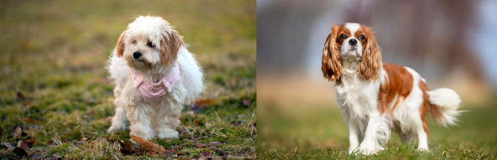 King Charles Spaniel vs West Highland White Terrier - Breed Comparison