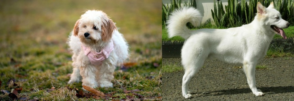 Kintamani vs West Highland White Terrier - Breed Comparison
