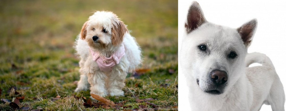 Kishu vs West Highland White Terrier - Breed Comparison