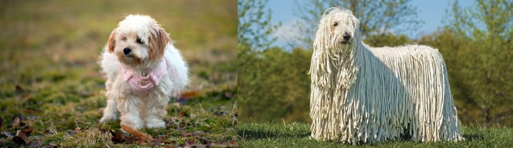 Komondor vs West Highland White Terrier - Breed Comparison