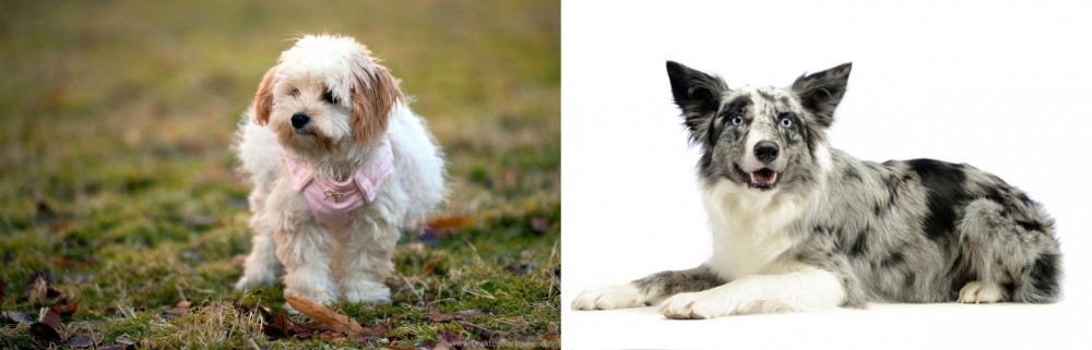 Koolie vs West Highland White Terrier - Breed Comparison