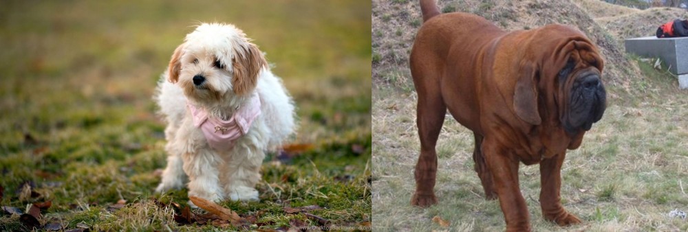 Korean Mastiff vs West Highland White Terrier - Breed Comparison
