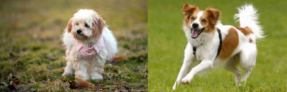 Kromfohrlander vs West Highland White Terrier - Breed Comparison