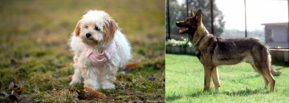 Kunming Dog vs West Highland White Terrier - Breed Comparison